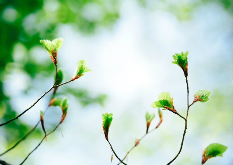 ■Epi.265　『素敵なマダムになるためのとっておきな秘訣』　2026年、新しい運気の幕開け！「立春」と「節分」で開運体質になる方法　編